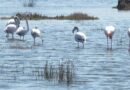 Burhaniye Sahillerinde Flamingo Güzelliği
