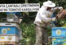 734 Bal Ormanı Kuruldu