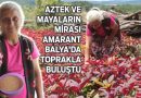 ‘Amarant’ Balya’da Toprakla Buluştu