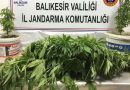 Bandırma’da Kenevir Operasyonu