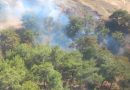 Burhaniye’de Orman Yangını