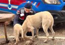 Jandarma Sokak Hayvanlarının Yanında