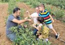 Sındırgı’da Aronya Hasadı Başladı