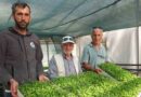 Stevia Fidesi Sevkiyatına Başlandı