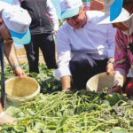 Ustaoğlu Kornişon Hasadına Katıldı