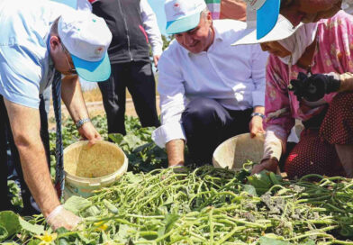 Ustaoğlu Kornişon Hasadına Katıldı