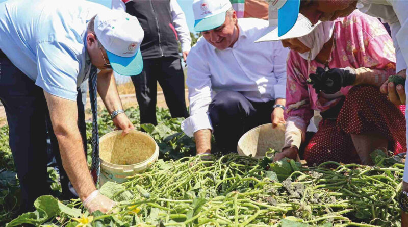 Ustaoğlu Kornişon Hasadına Katıldı