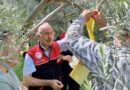 Zeytin Sineğiyle Mücadele Başladı