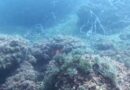 Marmara Denizi’nde Yeni Müsilaj Alarmı
