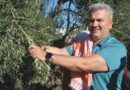 Zeytinyağında AB Tescili için Çabalar Sürüyor
