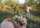 Bu Yılın Zeytin ve Zeytinyağı Rekolte Tahmini Açıklandı