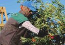 Zeytin Hasadı Başladı