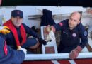 Denize Düşen Yavru Kedi Kurtarıldı