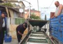 Yeşil Zeytin Hasadı Başladı