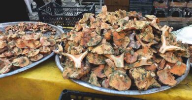 Balıkesir’de Yağmur Yağdı, Mantar Fışkırdı