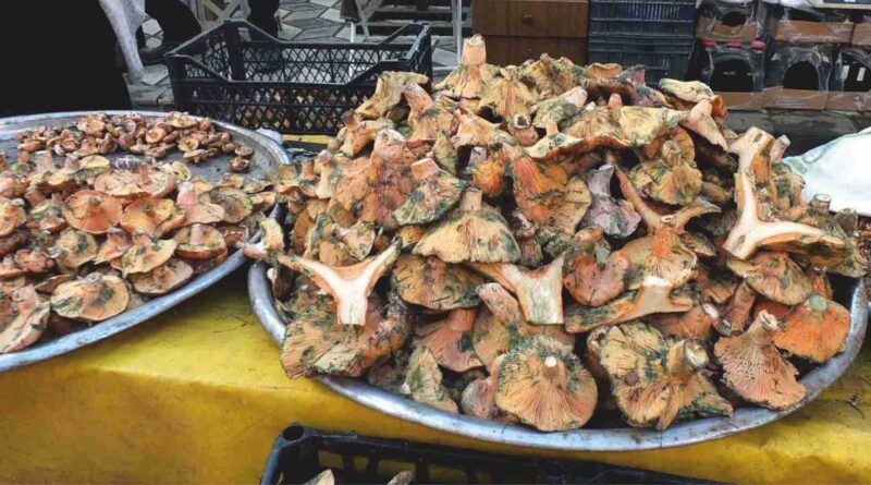 Balıkesir’de Yağmur Yağdı, Mantar Fışkırdı