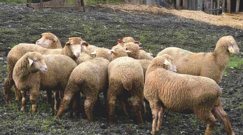 Balıkesir Çiftçisine Damızlık Desteği