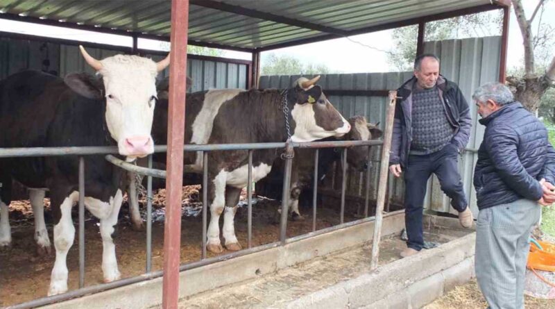Kurbanlık Satışları Başladı